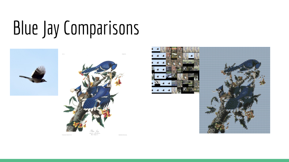 Slide entitled "Blue Jay comparisons", showing an individual blue jay photo, the blue jay Audubon plate, a zoomed-in section of the photomosaic, and the final photomosaic